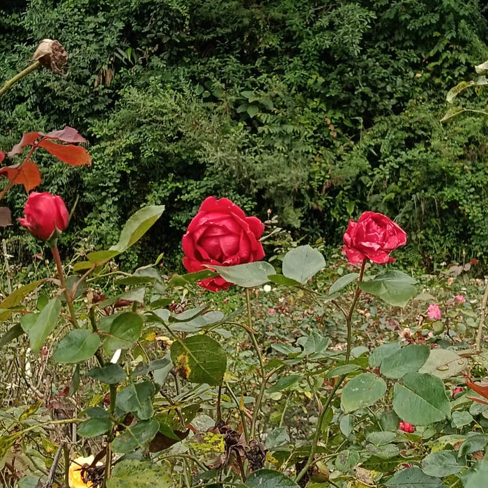 Sympa De Bellevue | Shrub Mother Plant