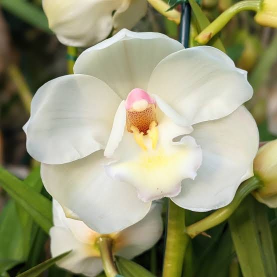 Kuranulla Maestro | Cymbidium Orchid