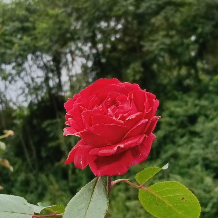 Sympa De Bellevue | Shrub Mother Plant