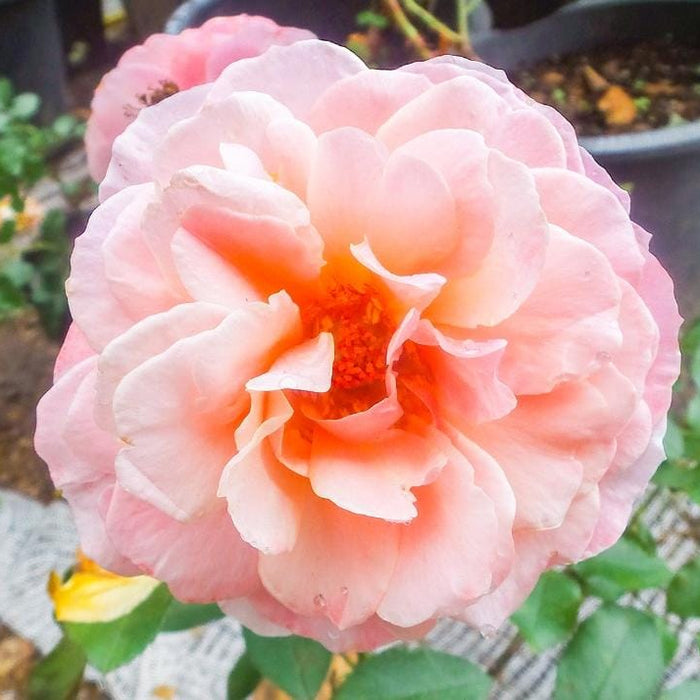 Alderley Park Rose | Floribunda Tree Rose
