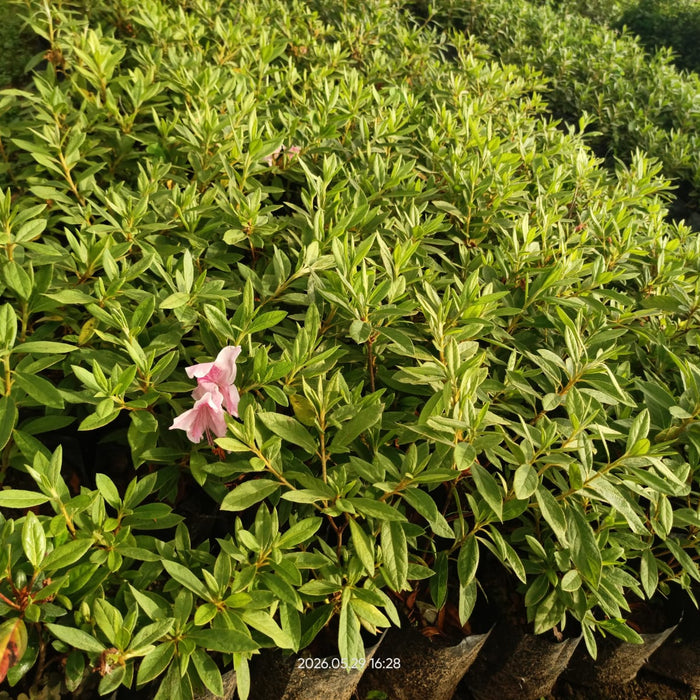 Azalea Combo Pack of 3