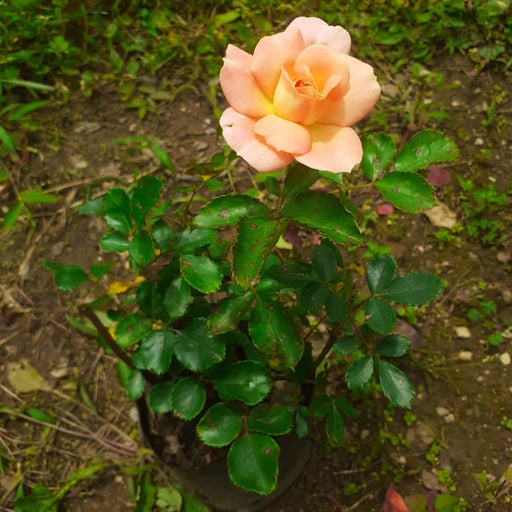 Peach-colored rose in a pot with green leaves on a natural background