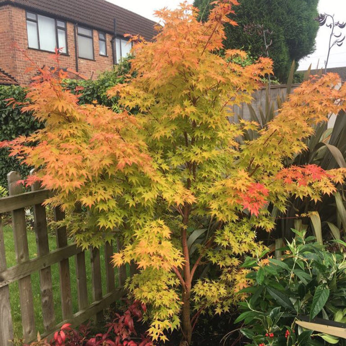Acer palmatum 'Sango-kaku'