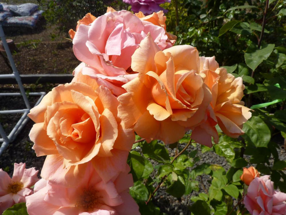 Apricot Candy Rose