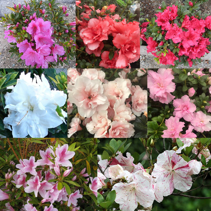 Azalea Combo Pack of 3