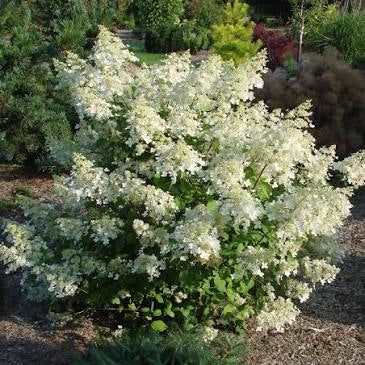 HYDRANGEA  BRUSSELS LACE