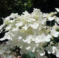 HYDRANGEA  BRUSSELS LACE