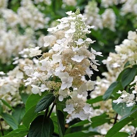HYDRANGEA  BRUSSELS LACE