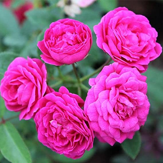 Pink Botton | Minature Rose