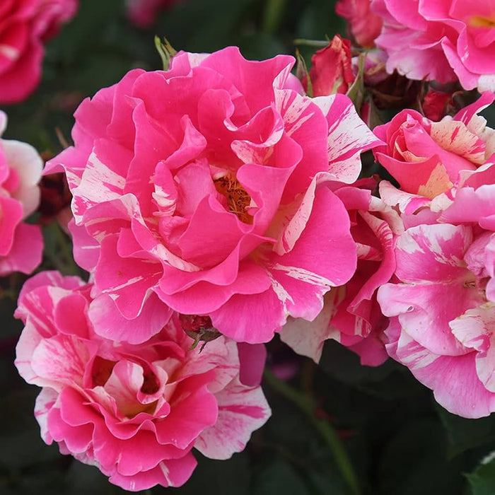 CANDY LAND| CLIMBING ROSE