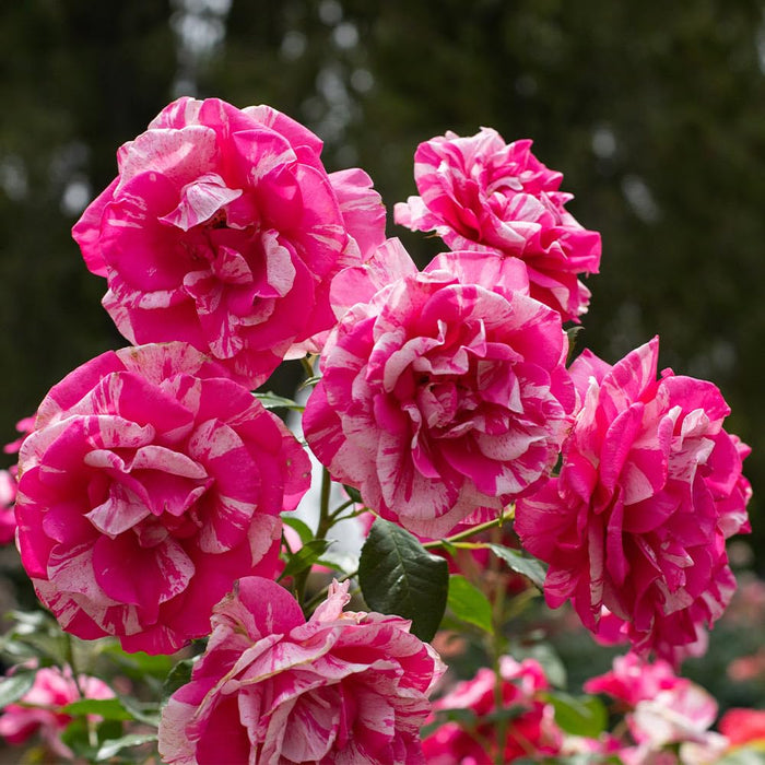 CANDY LAND| CLIMBING ROSE