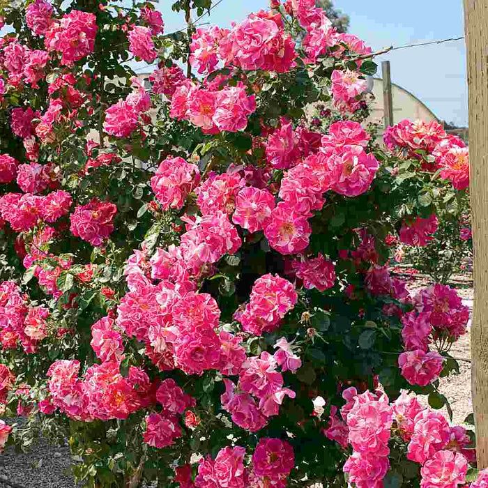 CANDY LAND| CLIMBING ROSE