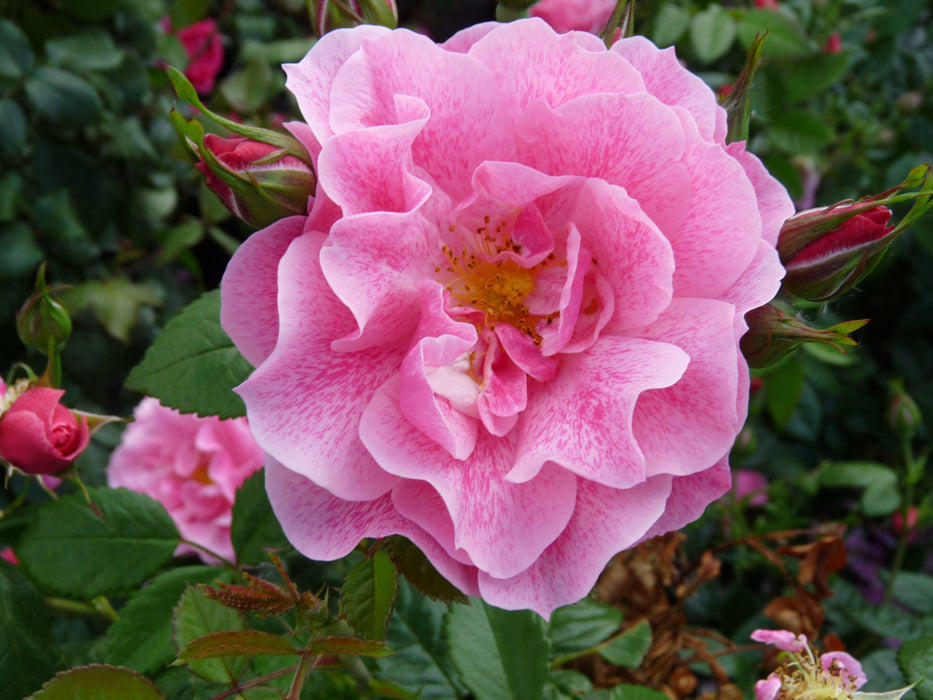 Camelot Rose