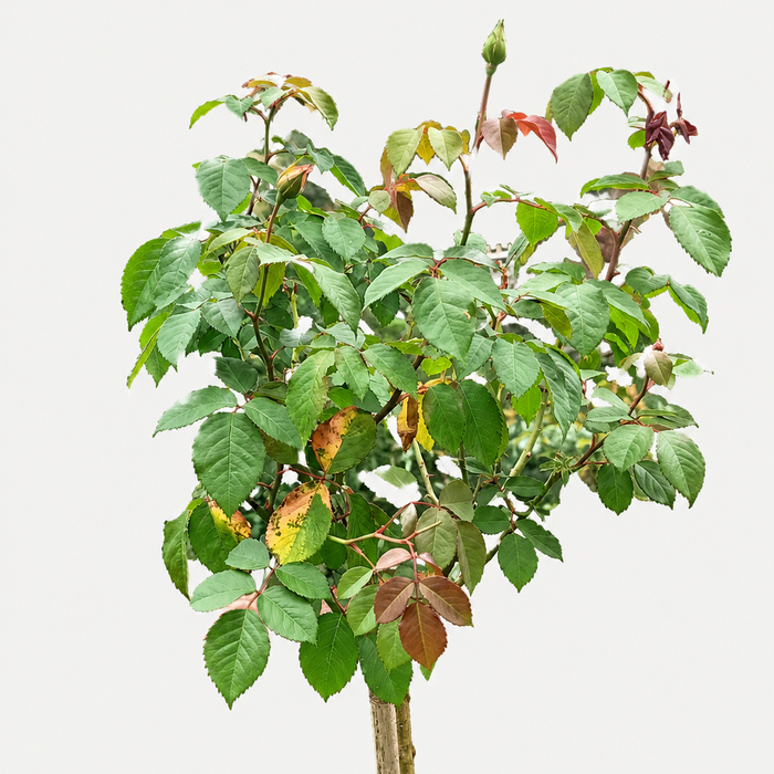 Dream Come True | Grandiflora Tree Rose