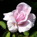 A single pale pink rose bloom with soft white edges and green leaves against a dark, shadowed background.