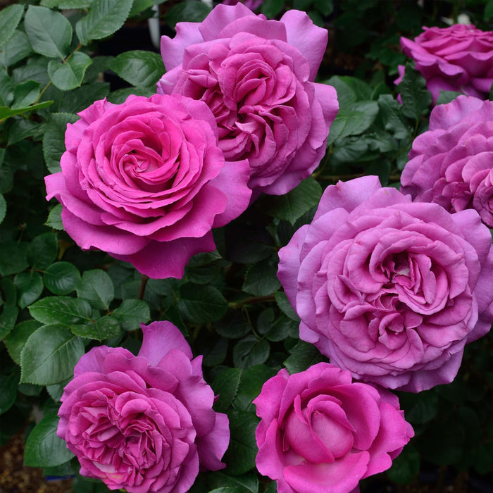 Chartreuse De Parme | Hybrid Tea Rose