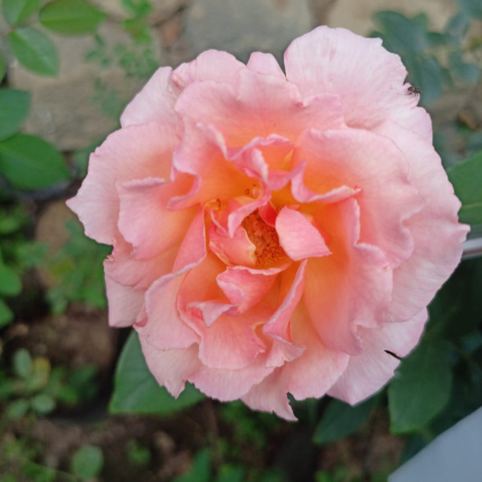 Falling In Love|Hybrid tea Rose