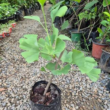 Ginkgo Biloba | Tree