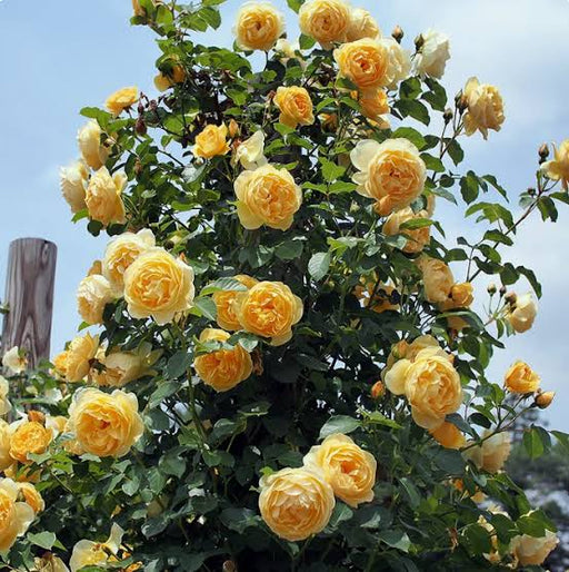 A dense bush of climbing roses in full bloom, featuring numerous soft yellow flowers and dark green leaves against a pale blue sky.