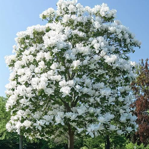 MAGNOLIA GRANDIFLORA