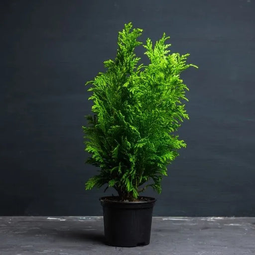 Potted green plant on a dark background