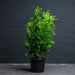Potted green plant on a dark background