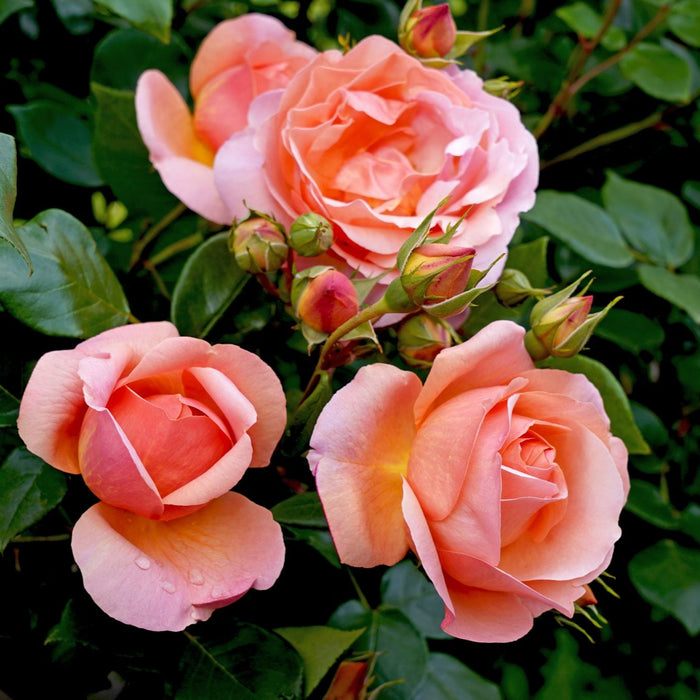 Heaven on Earth | Floribunda Rose