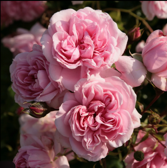 Home and Garden|Floribunda Rose