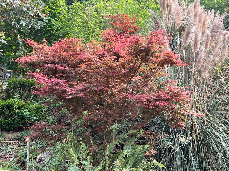 ACER PALMATUM 'BENI MAIKO' | JAPANESE MAPLE| NEW VARIETY