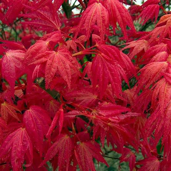 ACER PALMATUM 'BENI MAIKO' | JAPANESE MAPLE| NEW VARIETY