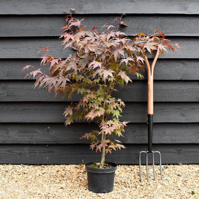 Acer palmatum ‘Atropurpureum’ (Japanese Red Maple) l Maple