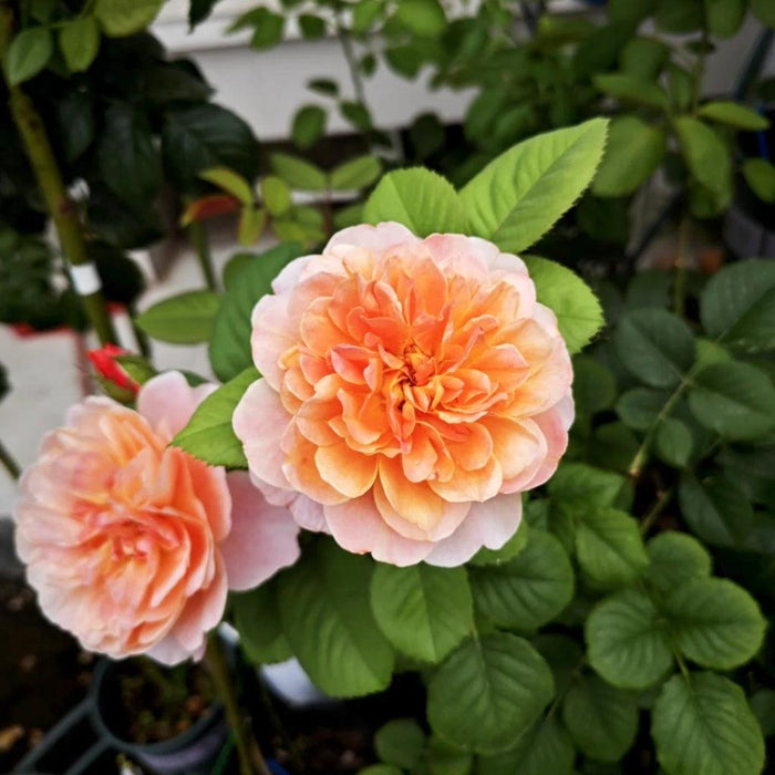 THE IMPRESSIONIST ROSE| HYBRID TEA ROSE