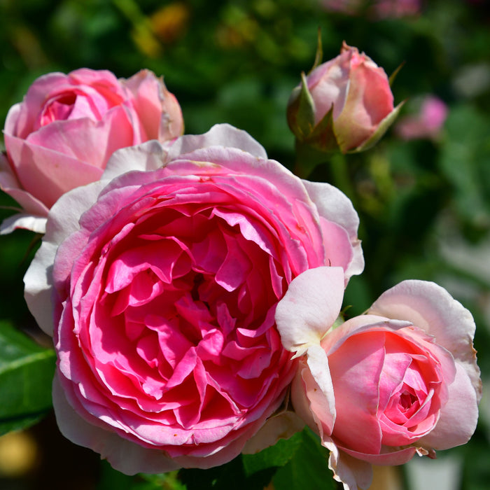 Joachim du Bellay ® Rose I Floribunda Rose