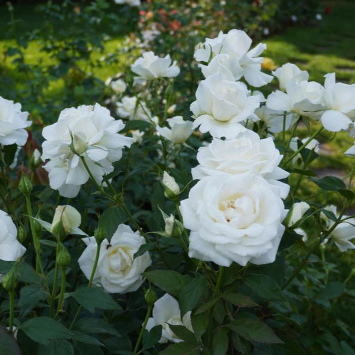 Karen Blixen Rose | Hybrid Tea