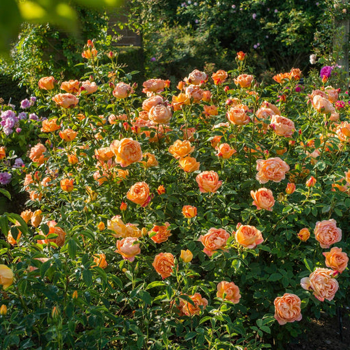 Bouquet of peach-colored roses with green leaves in a garden setting