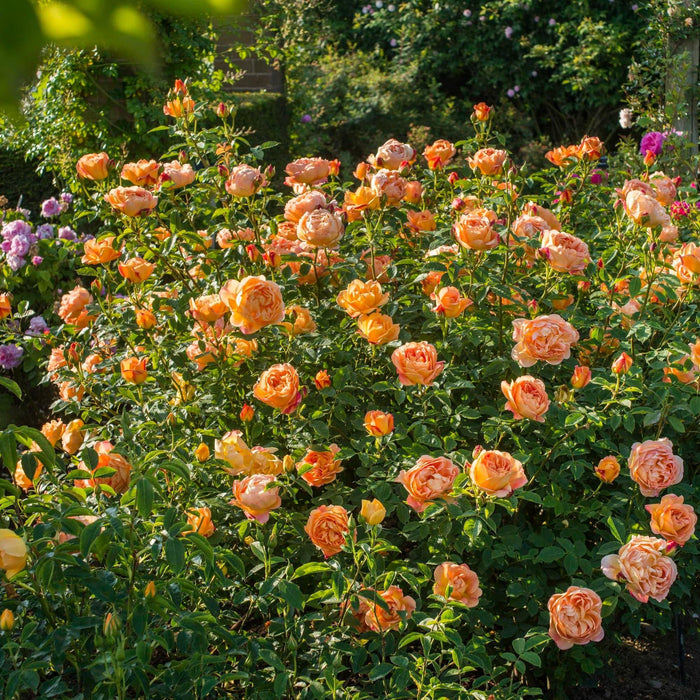 Bouquet of peach-colored roses with green leaves in a garden setting