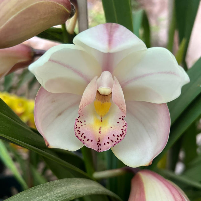 LAKE MAQUIRE CYMBIDIUM