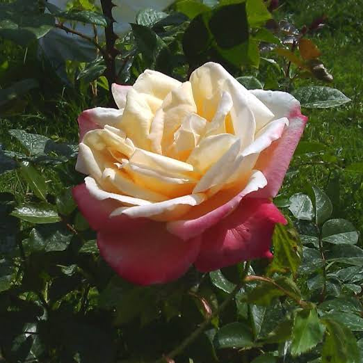 Latita Casta | Hybrid Tea Rose