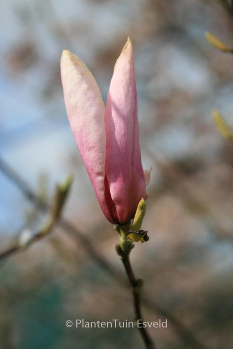 MAGNOLIA BIG DUDE | NEW VARIETY