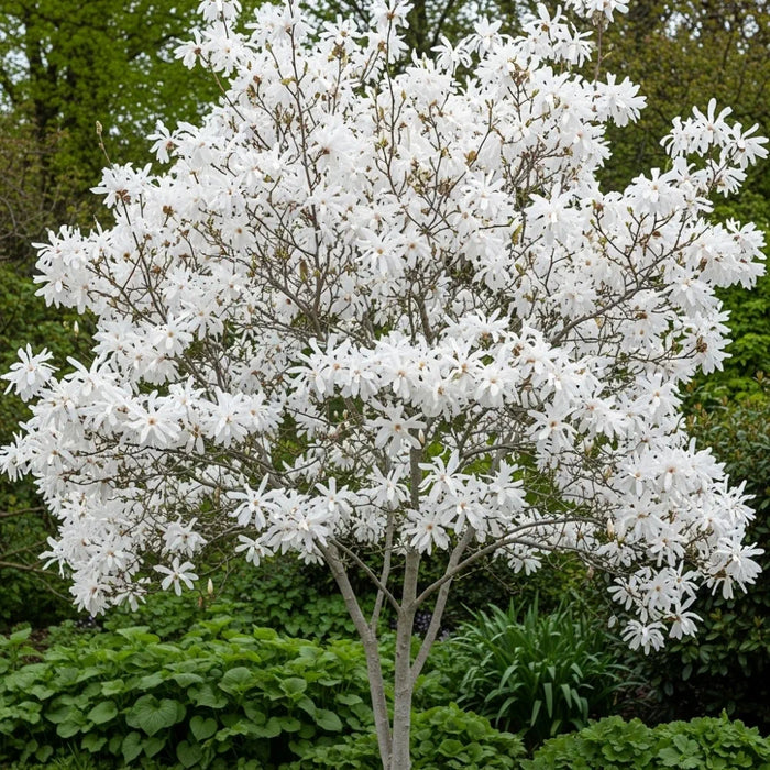 Magnolia Stellata l Magnolia