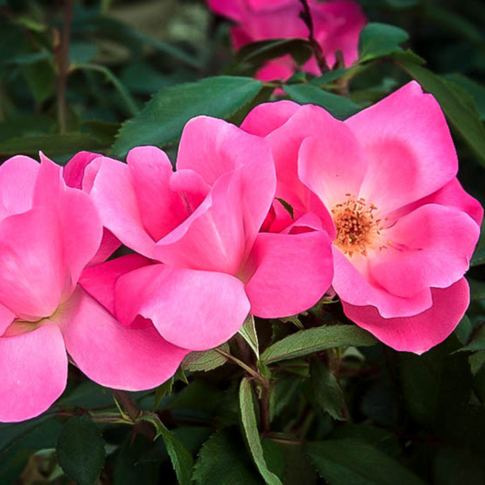 Pink Knockout | Shrub Tree Rose(Radcon)