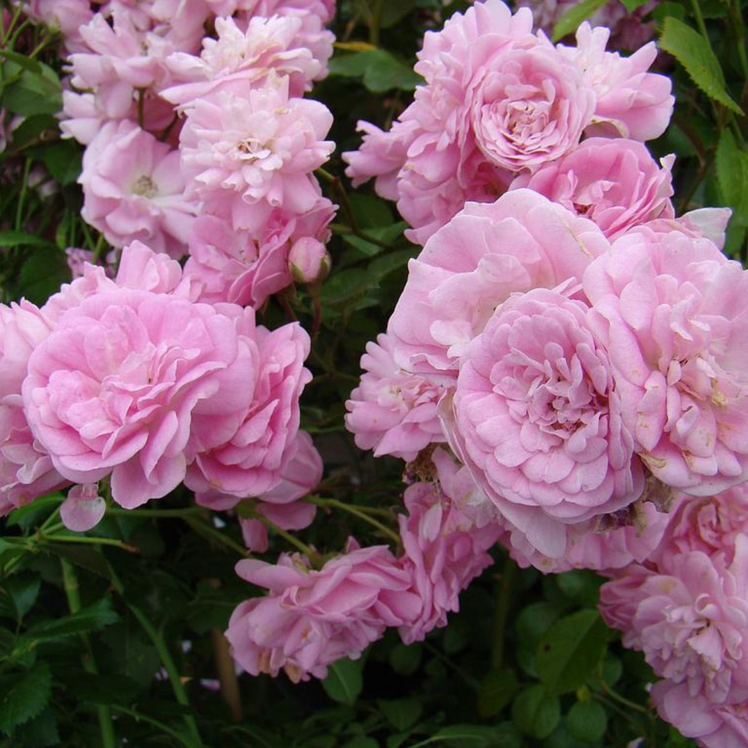BUY ROSES I Best Prices And Fast Delivery I Mainaam Garden