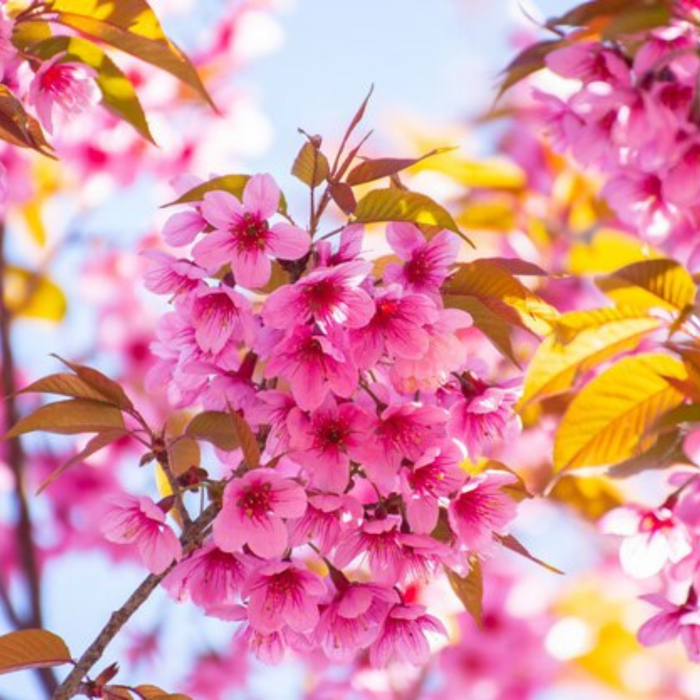 Himalayan Cherry Blossom (Mix)