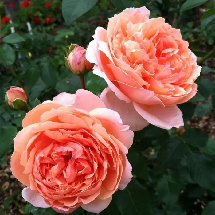 Heaven on earth | Floribunda rose