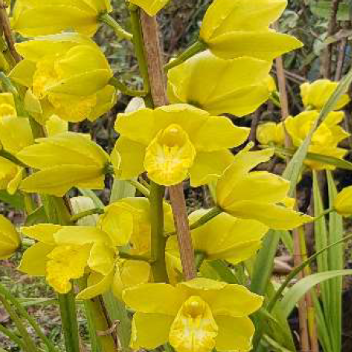 Valley Luck Cymbidium Orchid (Mature)