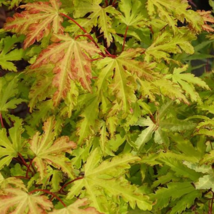 Acer palmatum 'Anne Irene'