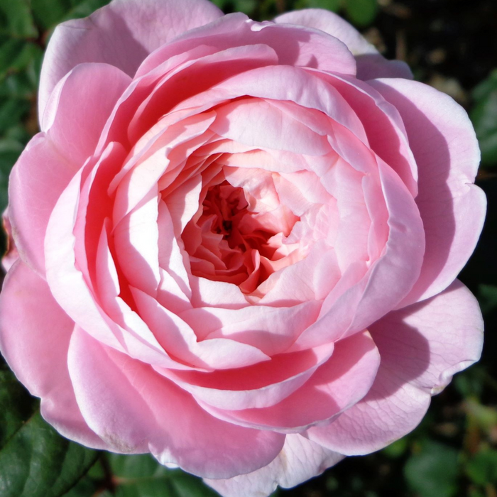 Queen of Sweden | English Shrub Rose