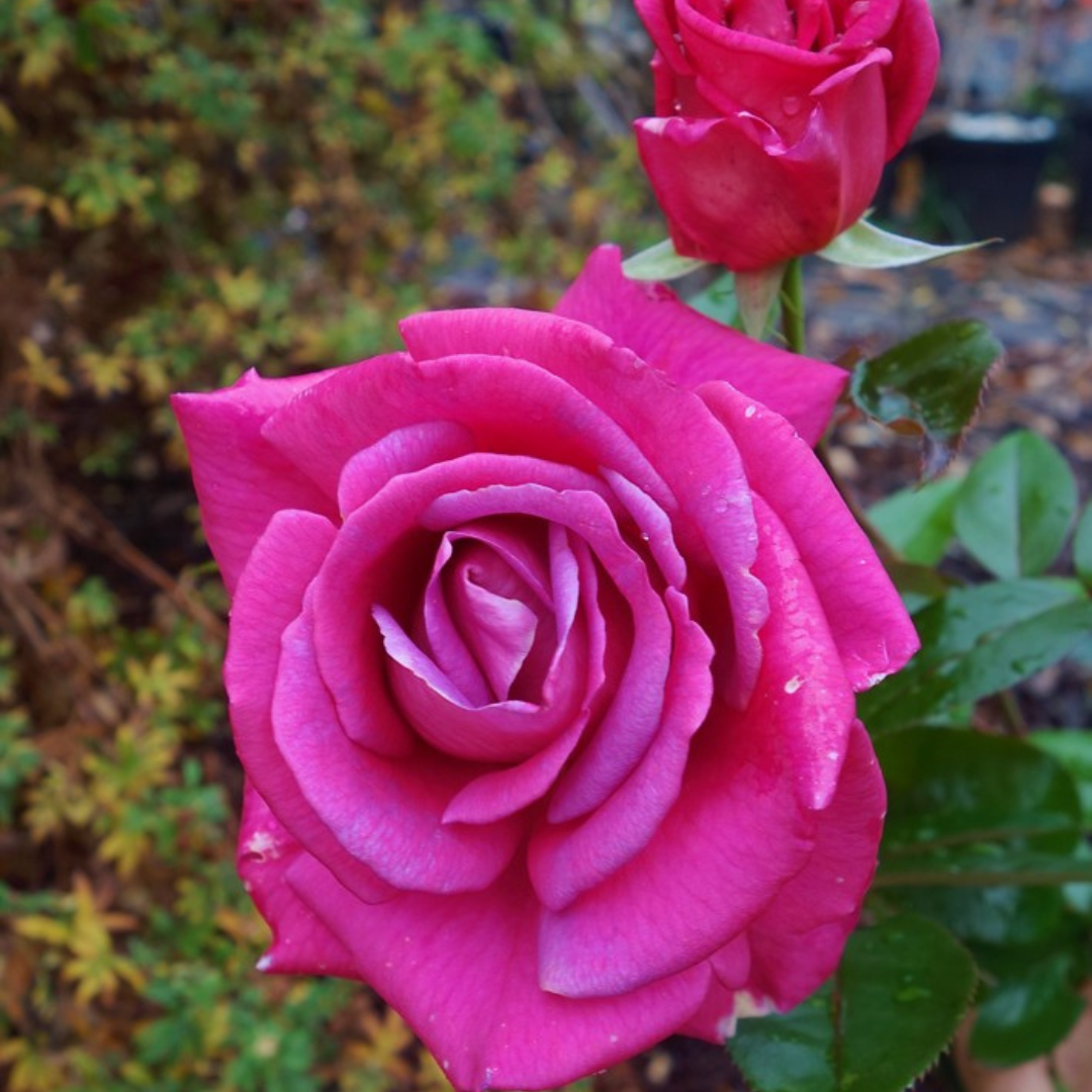 Parfum Royal Rose | Climbing Rose — Mainaam Garden