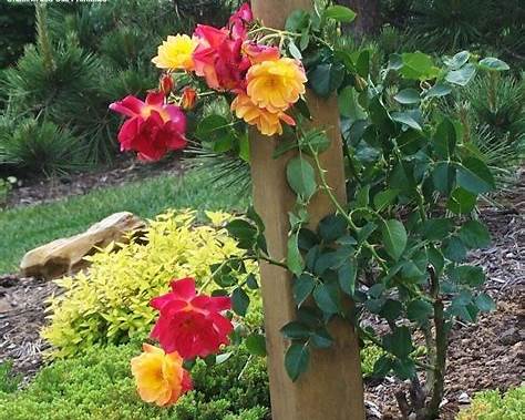 JOSEPH'S COAT| Climbing floribunda rose