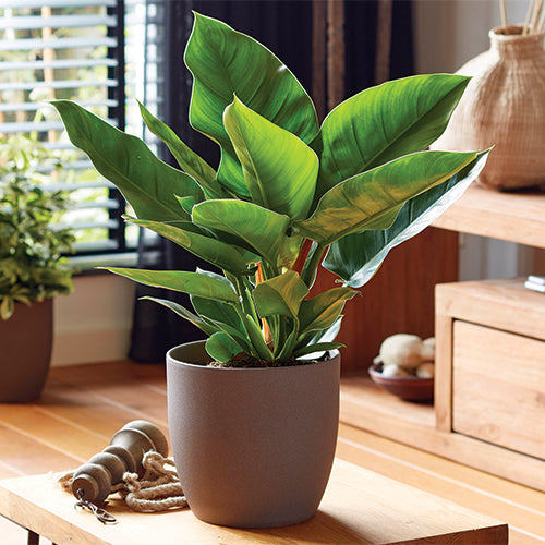 A potted houseplant with large glossy green leaves in a matte taupe-gray pot, placed on a wooden table in a warm, sunlit room with home decor in the background.